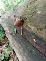 Auricularia auricula-judae