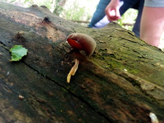 Auricularia auricula-judae