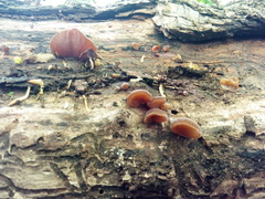 Auricularia auricula-judae