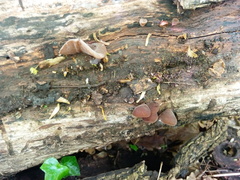 Auricularia auricula-judae