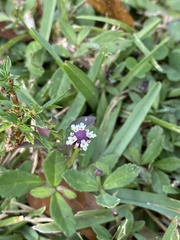 Phyla nodiflora