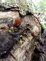 Auricularia auricula-judae
