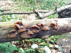 Auricularia auricula-judae