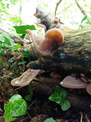 Auricularia auricula-judae