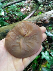 Auricularia auricula-judae