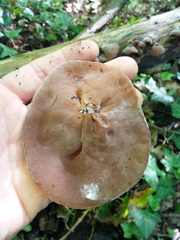 Auricularia auricula-judae