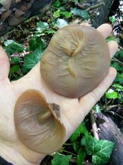 Auricularia auricula-judae