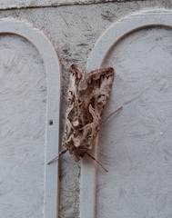 Cornutiplusia circumflexa