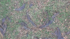 Gleditsia triacanthos inermis