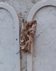 Cornutiplusia circumflexa