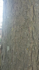 Gleditsia triacanthos inermis