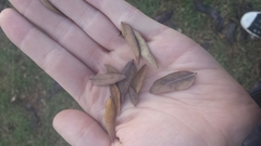 Gleditsia triacanthos inermis