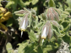 Podonosma orientalis