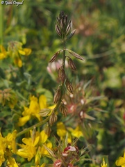 Polygala monspeliaca