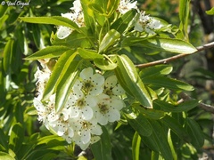Pyrus syriaca