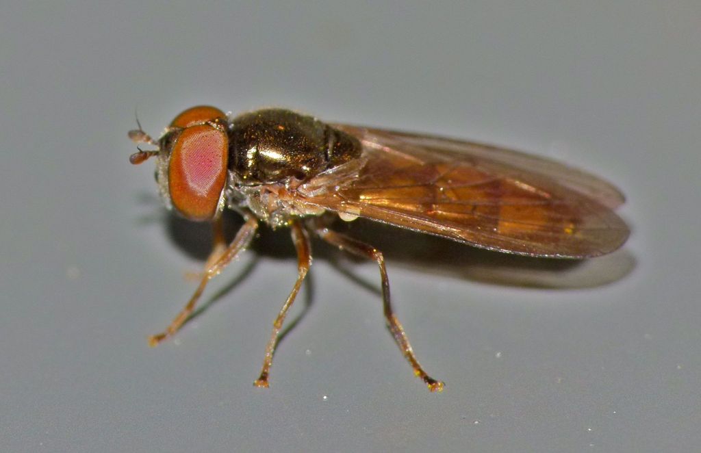 Small Hover Fly