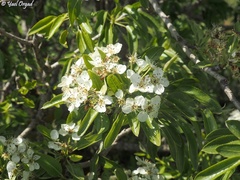 Pyrus syriaca