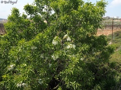 Pyrus syriaca