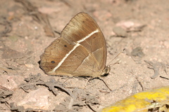 Parataygetis lineata