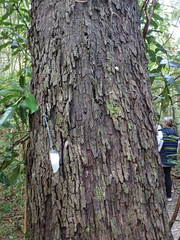 Eucalyptus aggregata