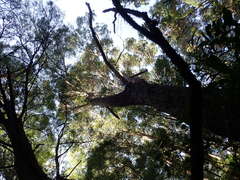 Eucalyptus aggregata