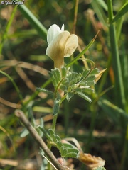 Vicia sericocarpa