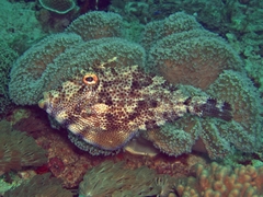Pseudomonacanthus macrurus