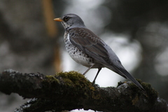 Turdus pilaris