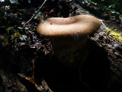 Neolentinus degener