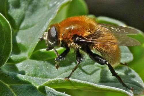 Merodon equestris nuotrauka