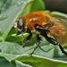Narcissus Bulb Fly, photo 7 of 9