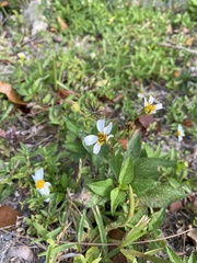 Bidens alba