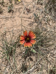 Gaillardia amblyodon