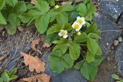 Fragaria vesca vesca