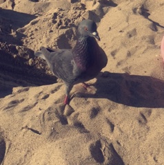 Columba livia domestica