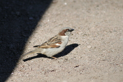 Passer domesticus
