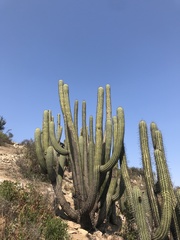 Trichocereus chiloensis chiloensis