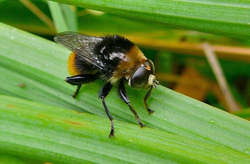 Merodon equestris nuotrauka