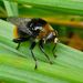 Narcissus Bulb Fly, photo 8 of 9