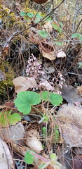 Heuchera longipetala