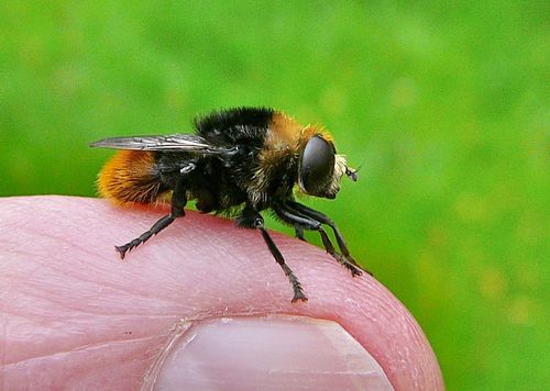 Merodon equestris nuotrauka