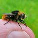 Narcissus Bulb Fly, photo 5 of 9