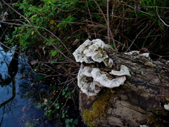 Auricularia mesenterica