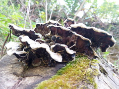 Auricularia mesenterica