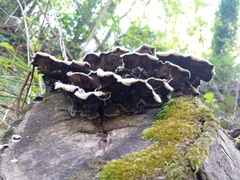 Auricularia mesenterica