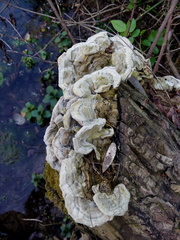 Auricularia mesenterica