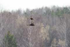 Circus aeruginosus