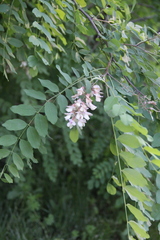 Robinia × ambigua
