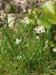 Arabidopsis halleri