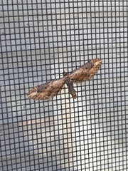 Eupithecia subapicata